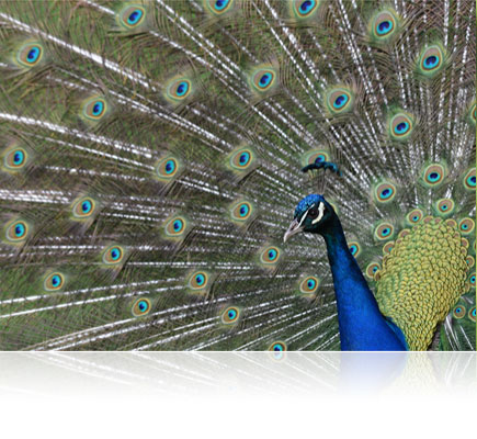 nikon-Nikkor-lens-Dubai-UAE-Abu-Dhabi-Ajman-Sharjah-Dubaimachines.com-Dubaimachines
